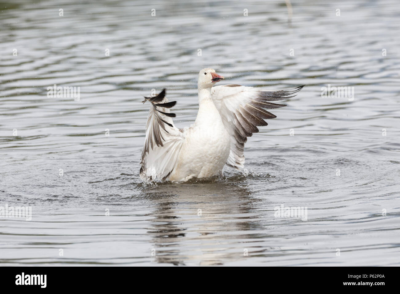 White snow goose à Burnaby Lake Park, Vancouver BC Canada Banque D'Images