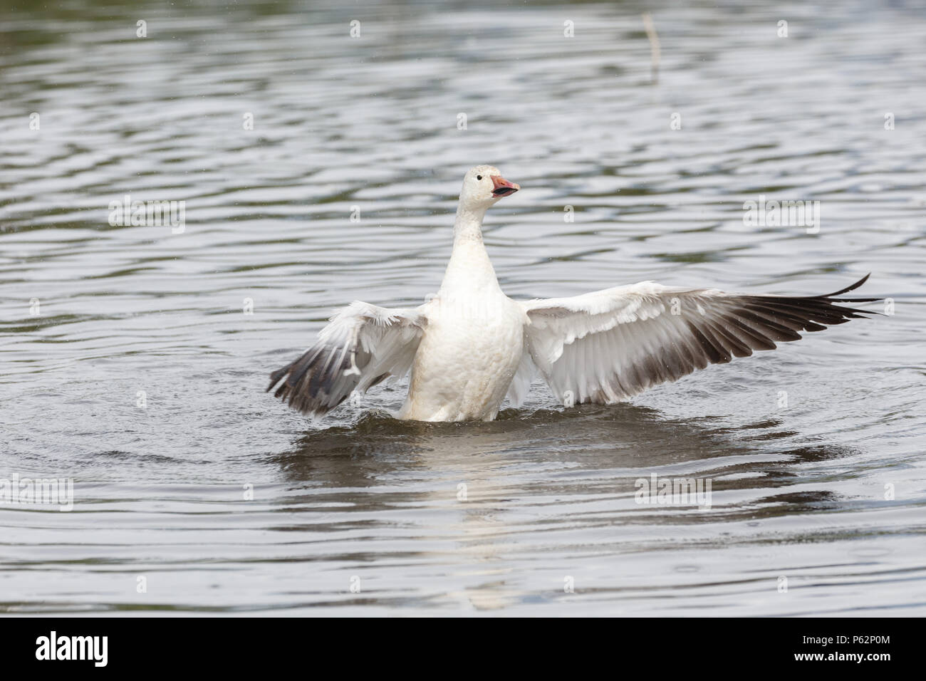 White snow goose à Burnaby Lake Park, Vancouver BC Canada Banque D'Images