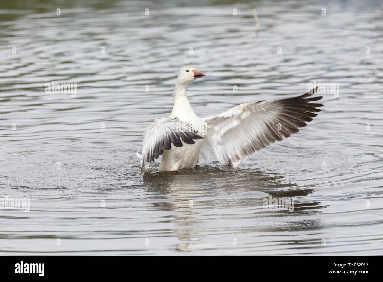 White snow goose à Burnaby Lake Park, Vancouver BC Canada Banque D'Images