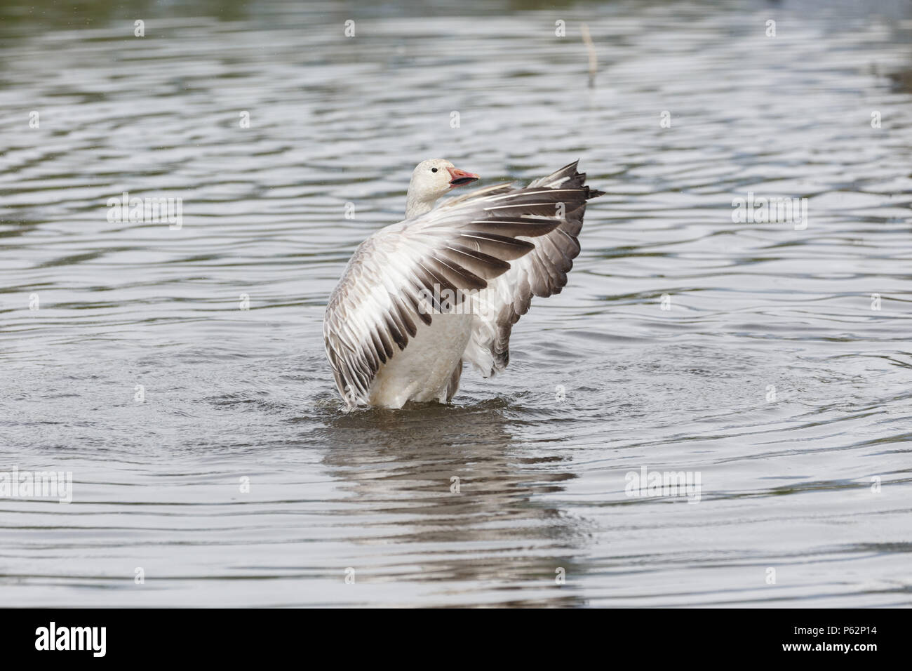 White snow goose à Burnaby Lake Park, Vancouver BC Canada Banque D'Images