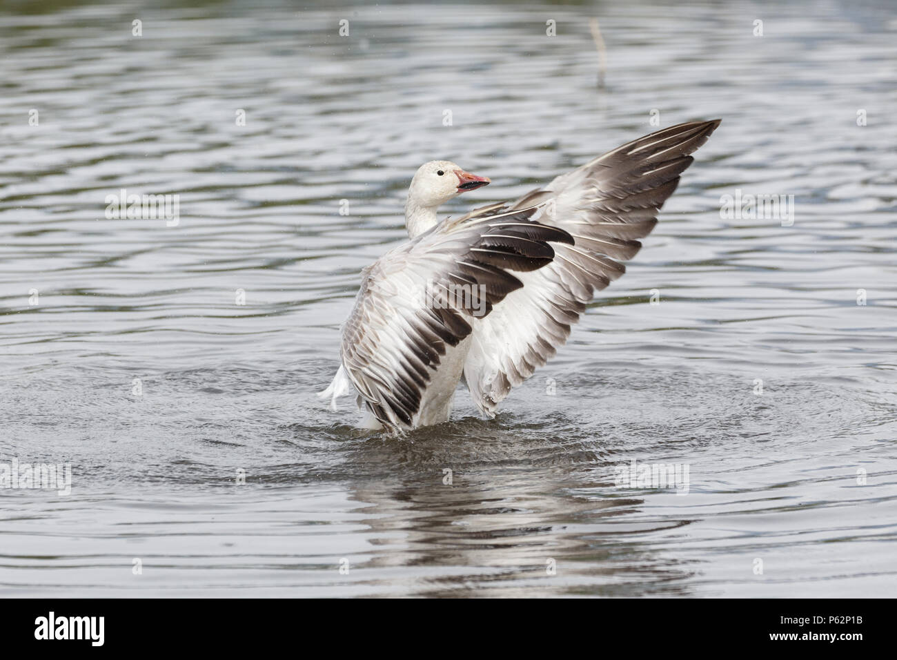 White snow goose à Burnaby Lake Park, Vancouver BC Canada Banque D'Images