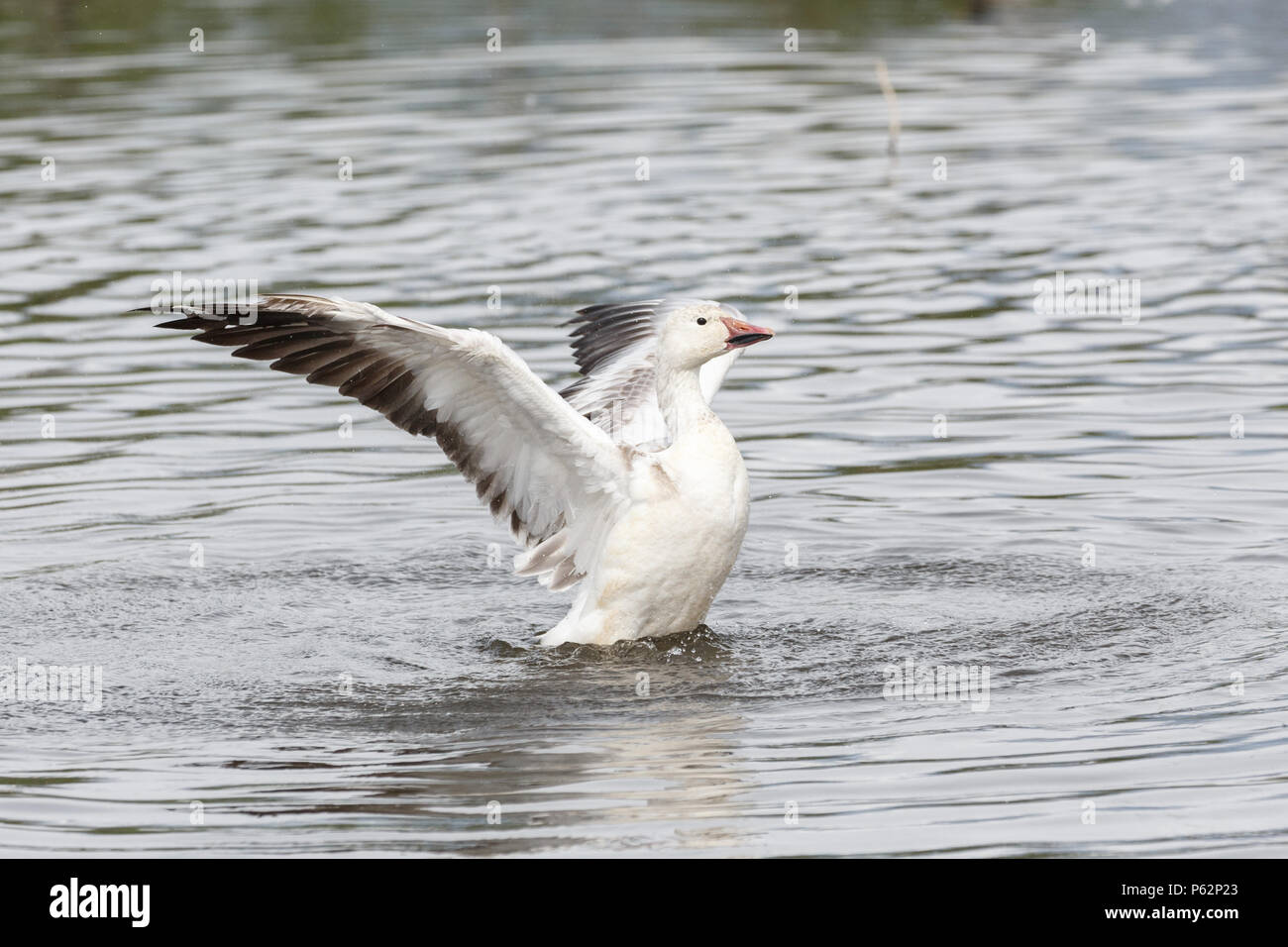 White snow goose à Burnaby Lake Park, Vancouver BC Canada Banque D'Images