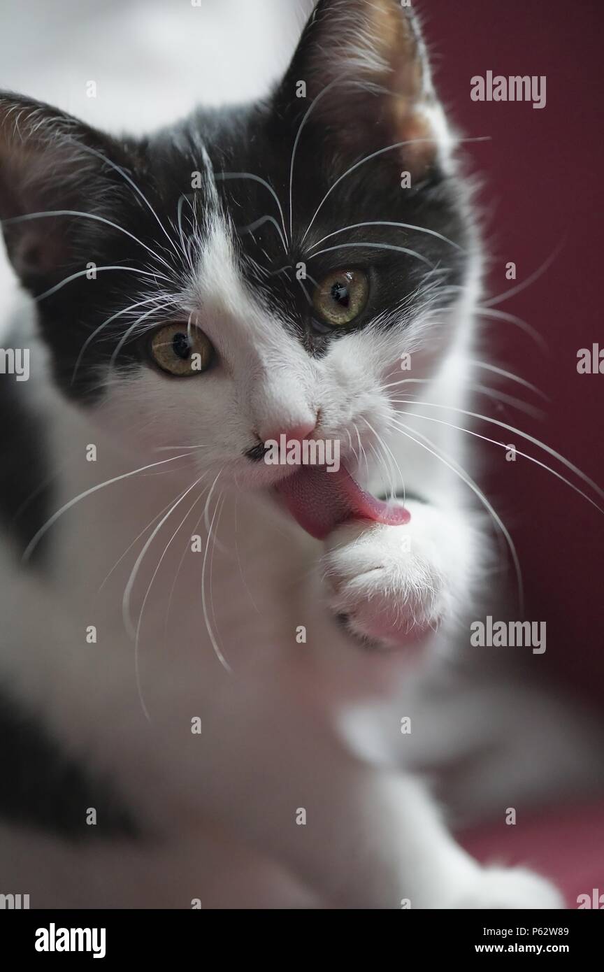 Chat domestique est lui-même de nettoyage Banque D'Images