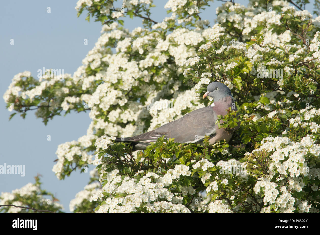 Pigeon ramier, Columba palumbus, à l'Aubépine, Crataegus monogyna, arbres en fleurs, arbres, fleurs Mai Mai, Norfolk, Royaume-Uni. Peut Banque D'Images Pigeon ramier, Columba palumbus, à l'Aubépine, Crataegus monogyna, arbres en fleurs, arbres, fleurs Mai Mai, Norfolk, Royaume-Uni. Peut Banque D'Images