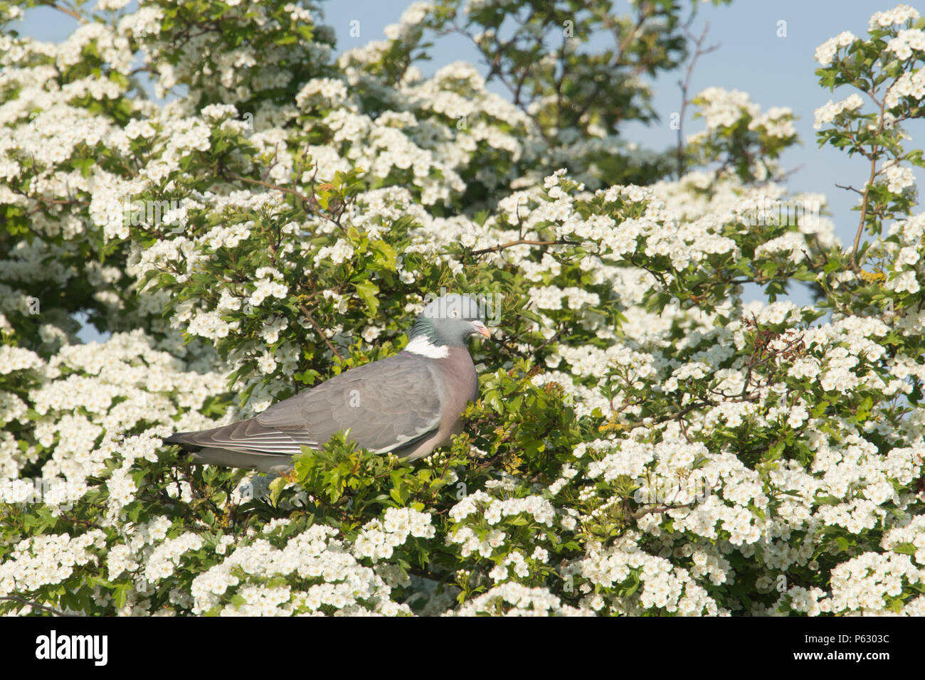 Pigeon ramier, Columba palumbus, à l'Aubépine, Crataegus monogyna, arbres en fleurs, arbres, fleurs Mai Mai, Norfolk, Royaume-Uni. Peut Banque D'Images Pigeon ramier, Columba palumbus, à l'Aubépine, Crataegus monogyna, arbres en fleurs, arbres, fleurs Mai Mai, Norfolk, Royaume-Uni. Peut Banque D'Images