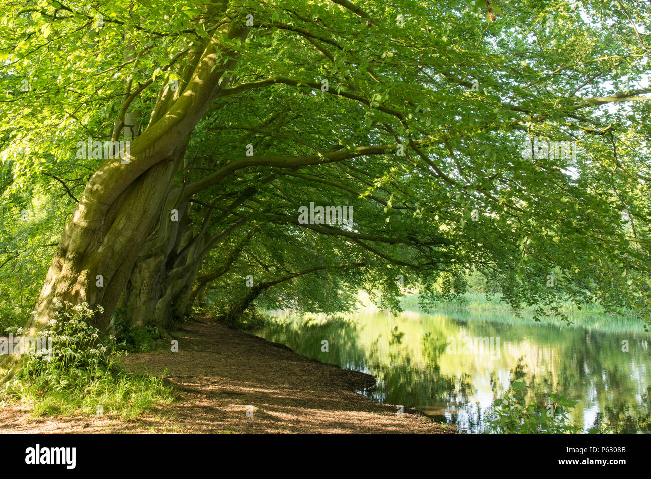 Rangée d'arbres, le hêtre commun Fagus sylvatica, à côté du canal sur la rivière Bure à Coltishall, Norfolk, UK, Mai Banque D'Images