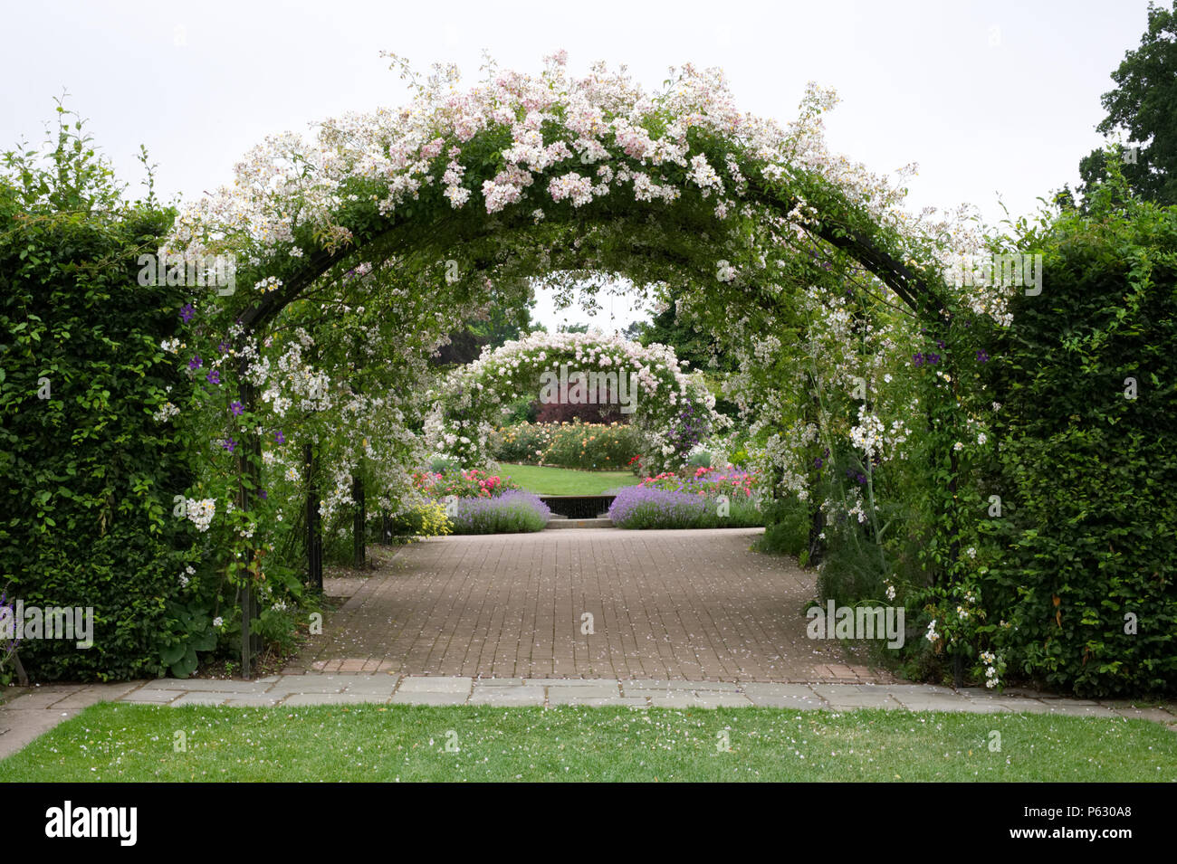 Rosa mulliganii couvrant arches à RHS Wisley garden. Banque D'Images