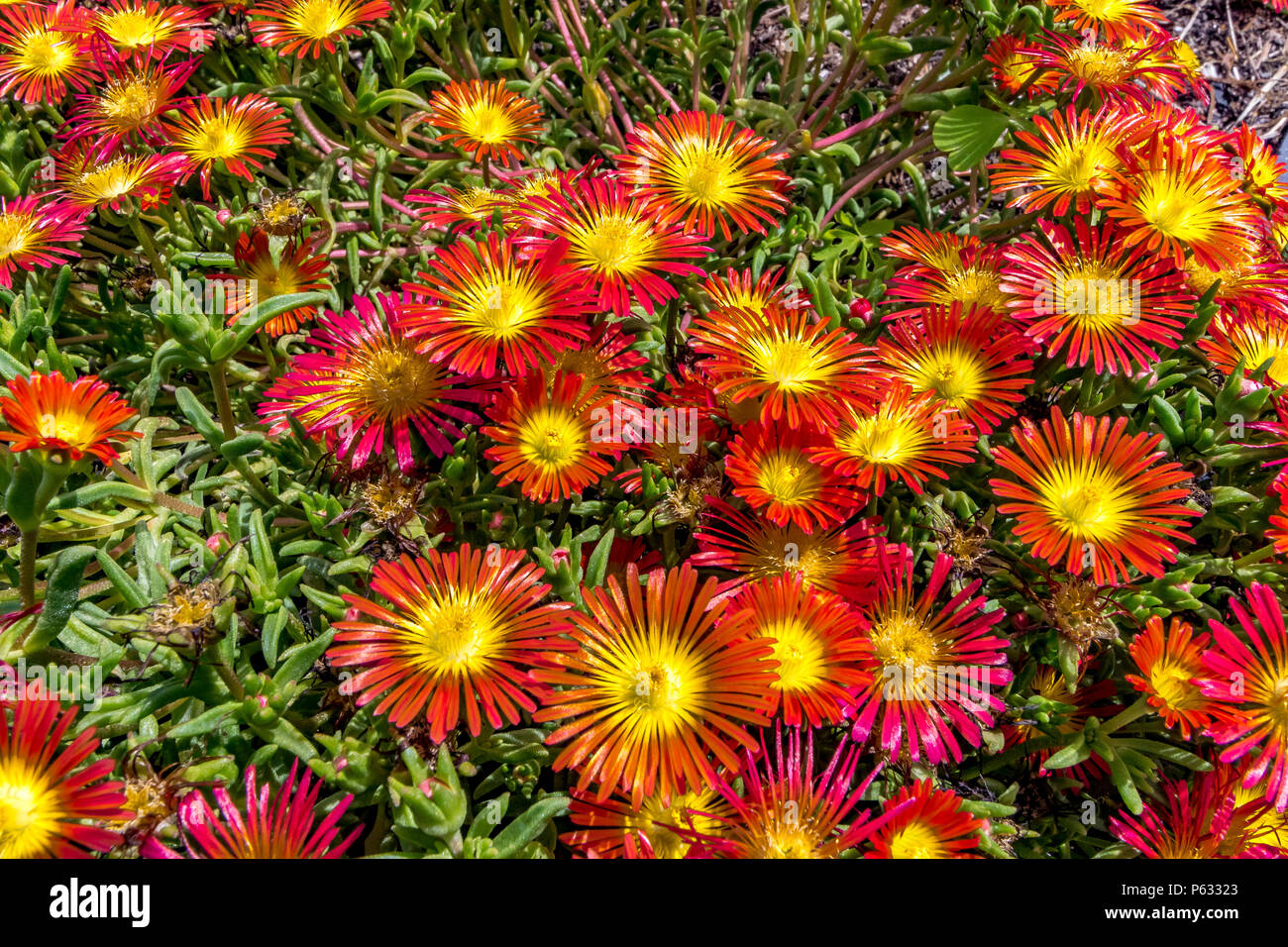Fleurs rouges et jaunes de Delosperma cooperi , Fire Wonder ou Wheels of Wonder, Angleterre, Royaume-Uni Banque D'Images