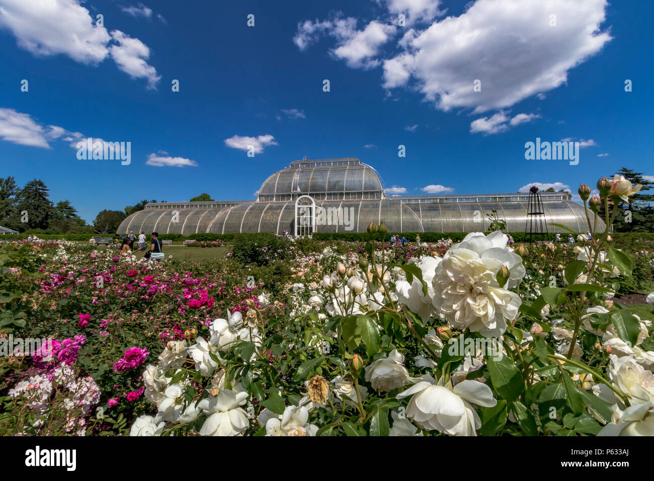 Le Palm House et jardin de roses au Royal Botanic Gardens, Kew Banque D'Images