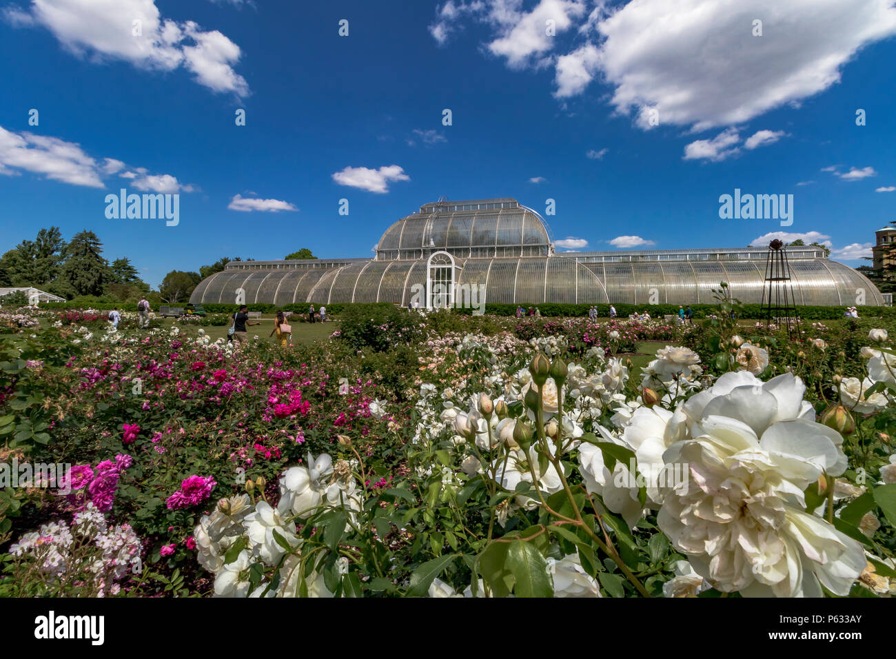 Le Palm House et jardin de roses au Royal Botanic Gardens, Kew Banque D'Images