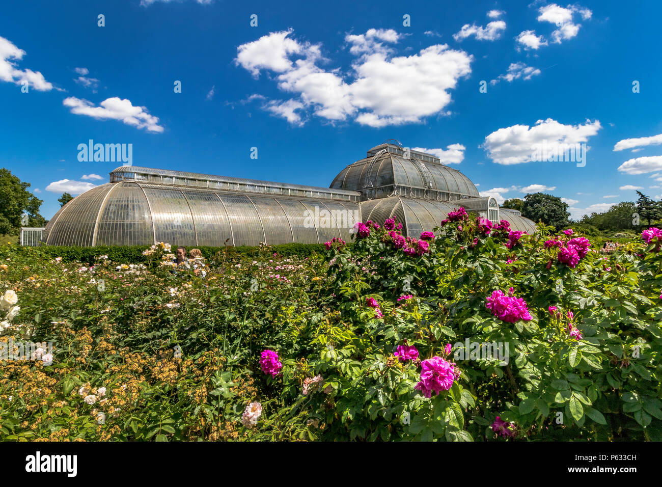Des roses rose fuchsia ,Rosa Hansa dans le Rose Garden de Kew avec le Palm House à l'arrière-plan , le Royal Botanic Gardens, Kew Banque D'Images