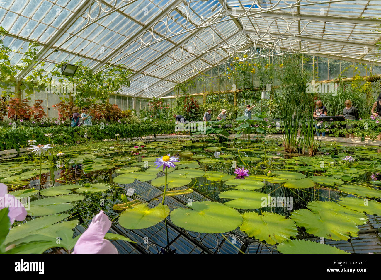 Les lilas géants de l'eau cultivent la Waterlily House à Kew Gardens, Kew, Londres, Royaume-Uni Banque D'Images