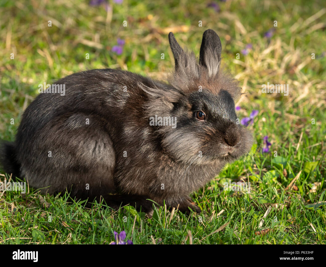 Un jeune lapin nain brun (lions head) assis dans l'herbe Banque D'Images