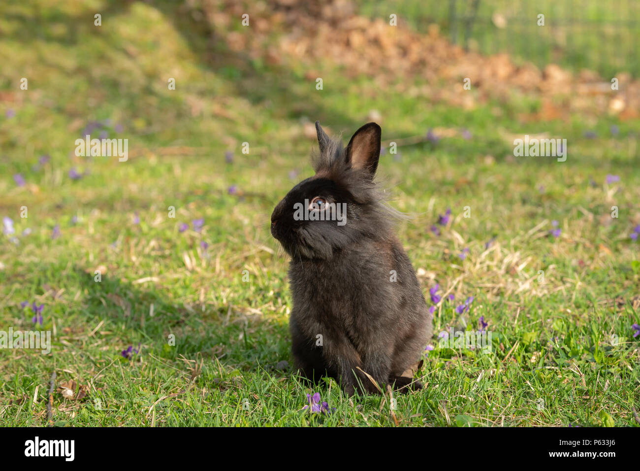Un jeune lapin nain brun (lions head) assis dans l'herbe Banque D'Images