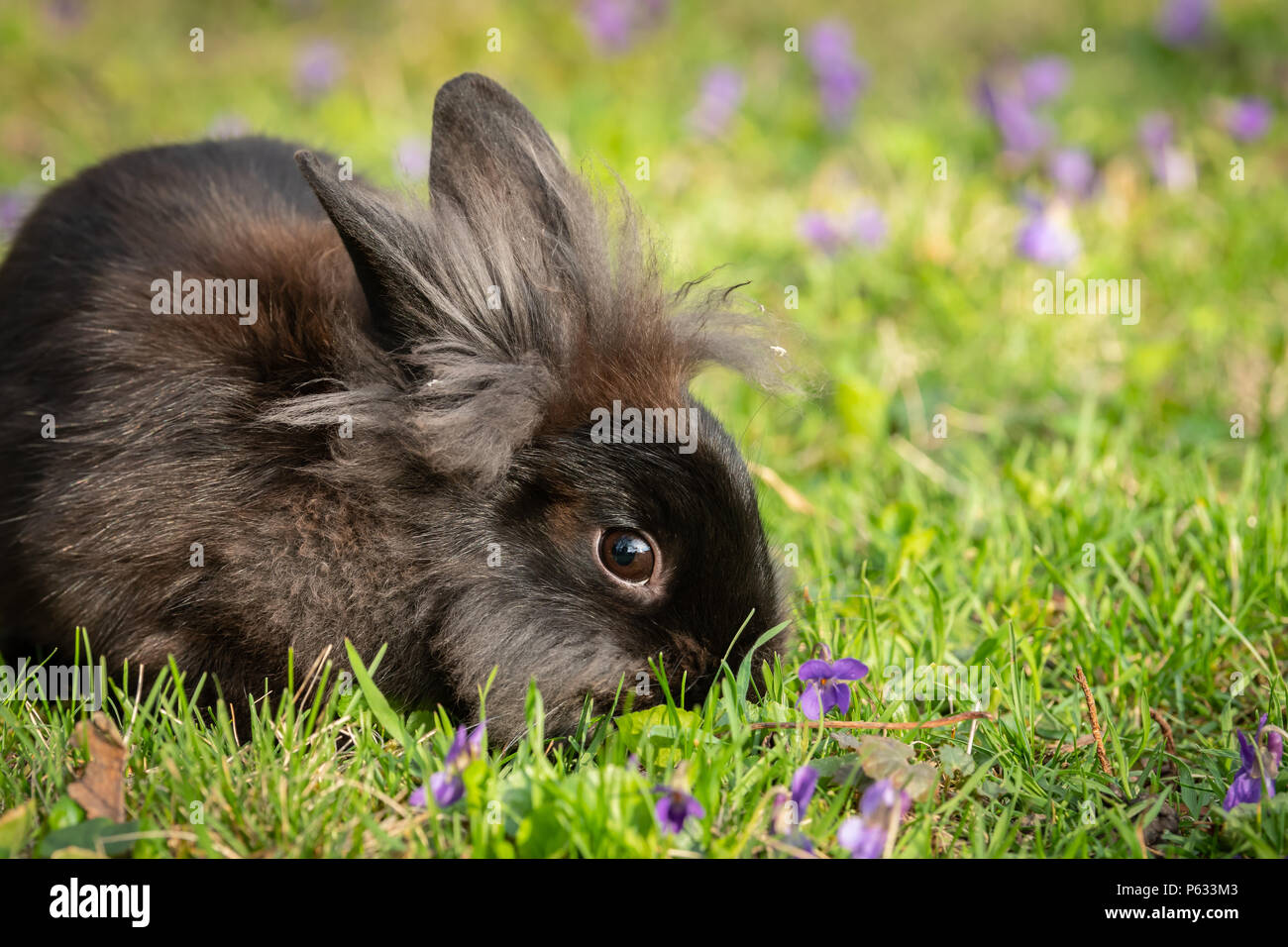Un jeune lapin nain brun (lions head) assis dans l'herbe Banque D'Images