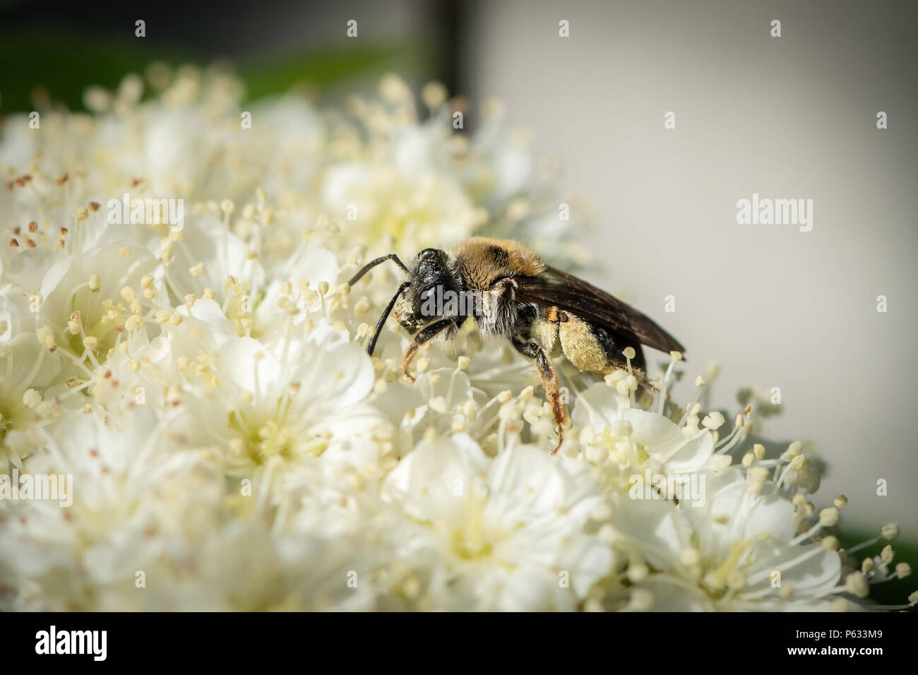 Petite abeille Andrena (exploitation minière, Andrenidae) sur une fleur blanche Banque D'Images