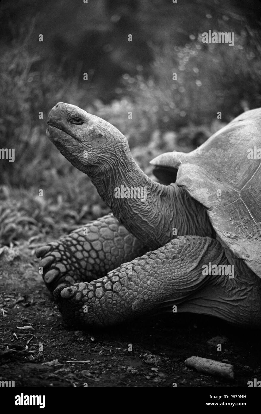 Tortue géante (Geochelone elephantopus) - ISLA ISABELLA, îles Galapagos, Equateur Banque D'Images