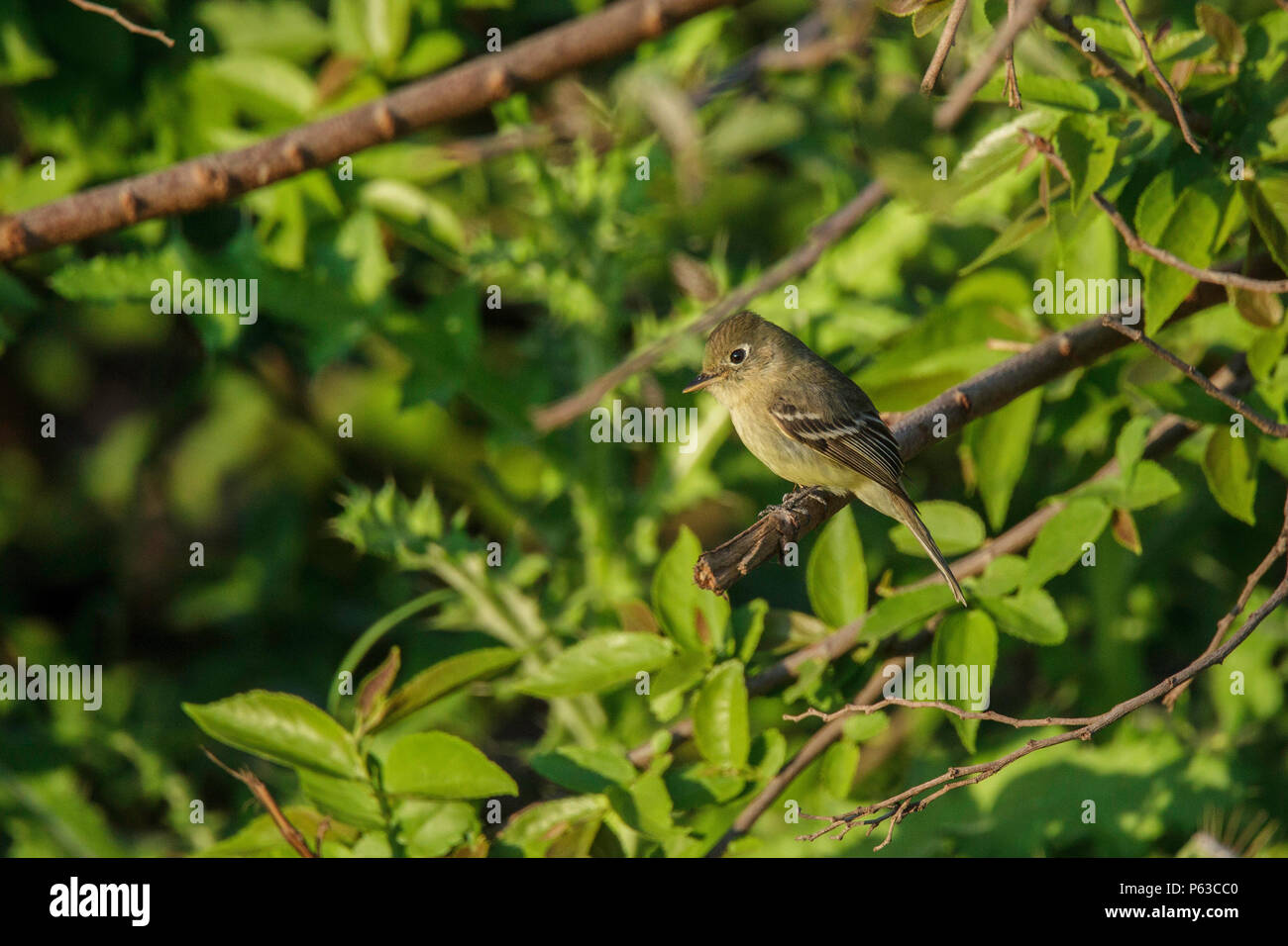 White-throated Flycatcher Empidonax albigularis, San Blas Nayarit, Mexique 3 mars 2018 des adultes Banque D'Images