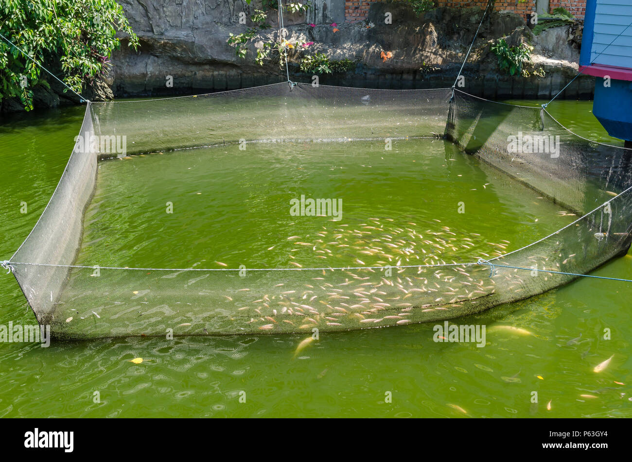 L'élevage de poissons en Malaisie. Banque D'Images