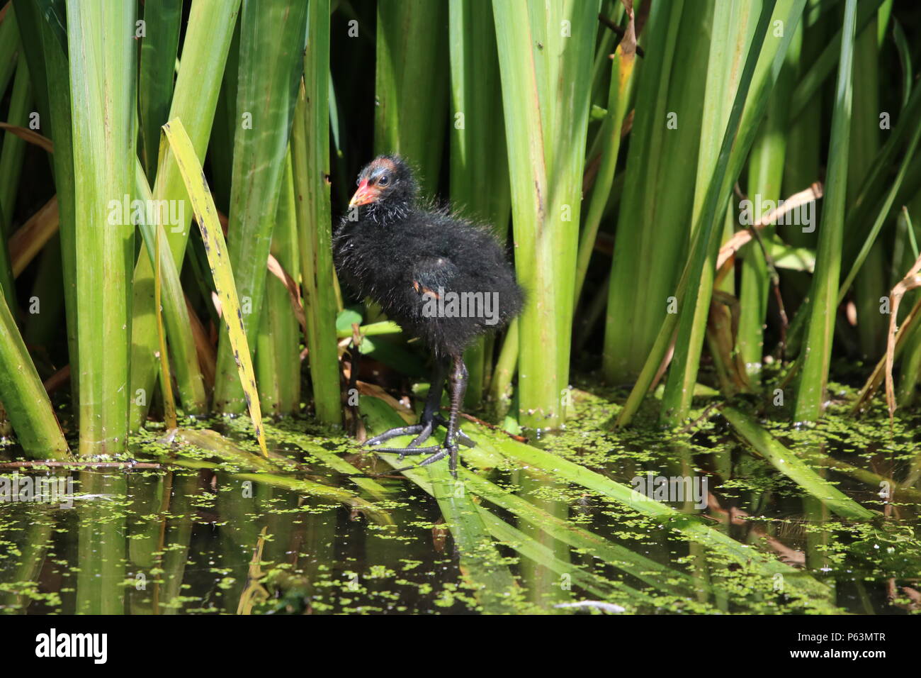 La Gallinule poule-d'eau (Gallinula chloropus) chick, Nord Ouest de l'Angleterre, Royaume-Uni. Banque D'Images