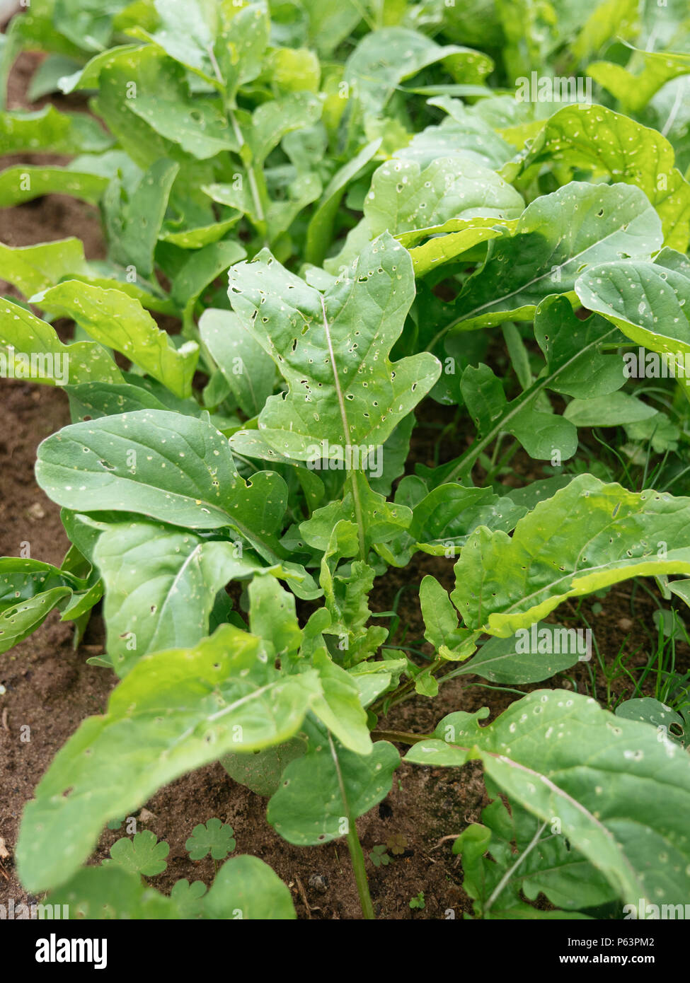 Roquette plantes avec des dommages d'altises Banque D'Images