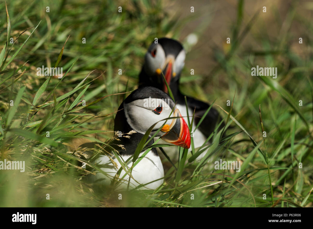 Macareux nichant sur l'île de Staffa - Treshnish Isles, Ecosse Banque D'Images