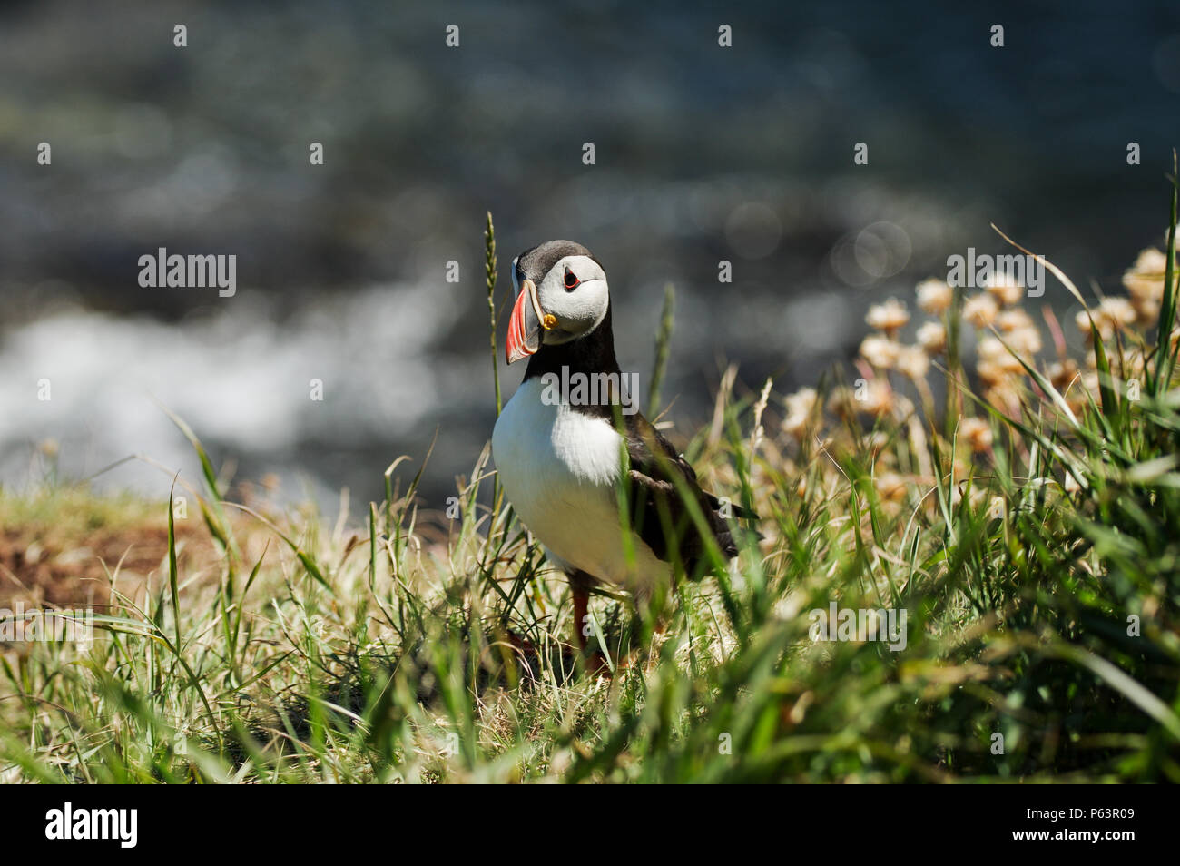Macareux moine nichant sur les côtes de l'île de Staffa - Treshnish Isles, Ecosse Banque D'Images