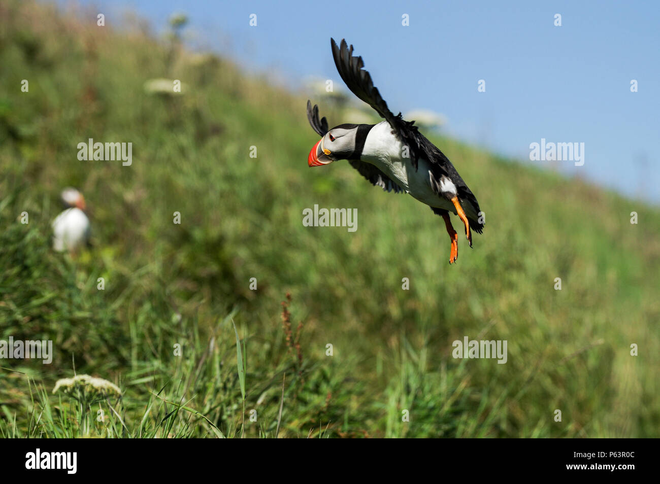 Macareux moine par son terrier d'atterrissage sur l'île de Staffa - Hébrides intérieures, Ecosse Banque D'Images
