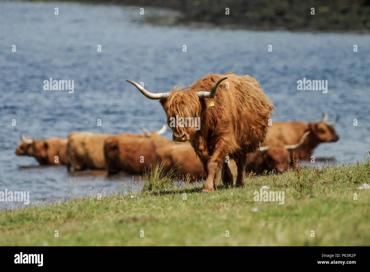 Highland cattle refroidi par un lac par une chaude journée d'été - Oban, Scotland Banque D'Images