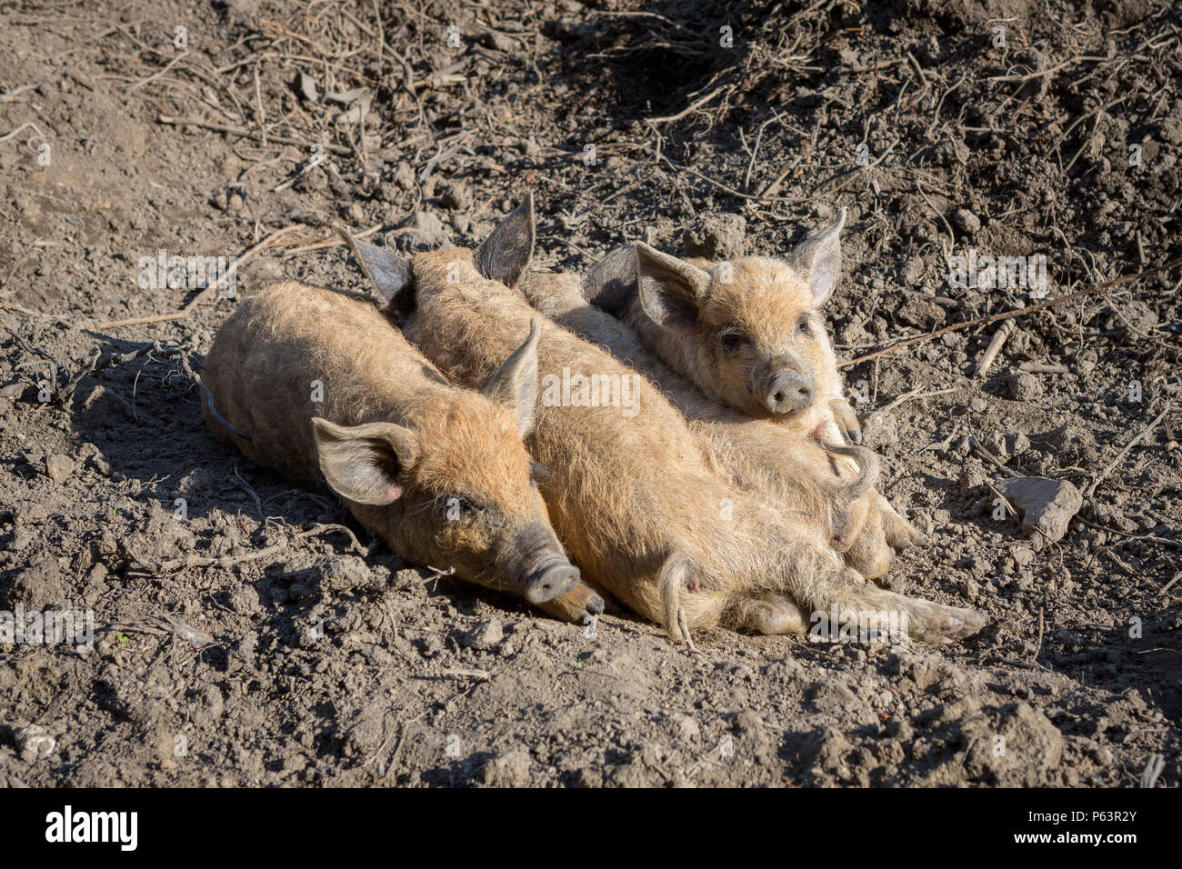 Cute, Mangalitsa Mangalica, Mangalitza ou porcelets laineux, se reposer ensemble dans le soleil. Banque D'Images