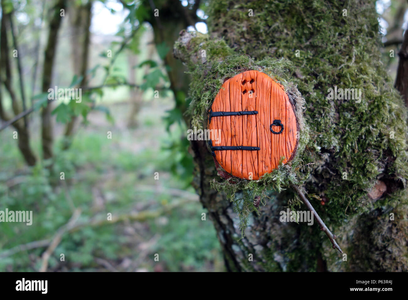 Orange de porte dans un arbre dans les bois à Wycoller Country Park, Colne, Lancashire, England,Pendle, UK Banque D'Images