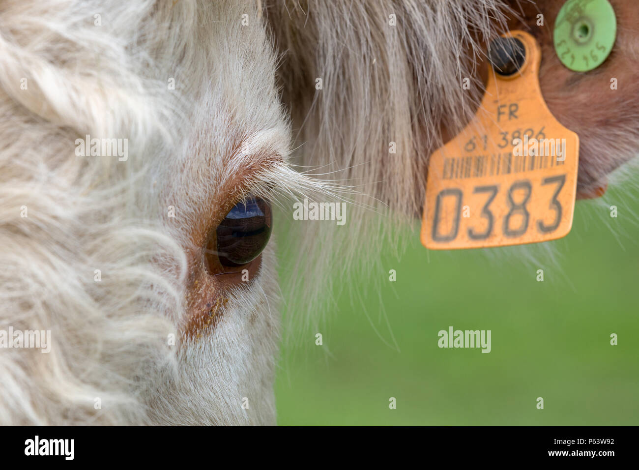 Close-up de l'oeil d'un jeune taureau vache avec une marque auriculaire. Banque D'Images