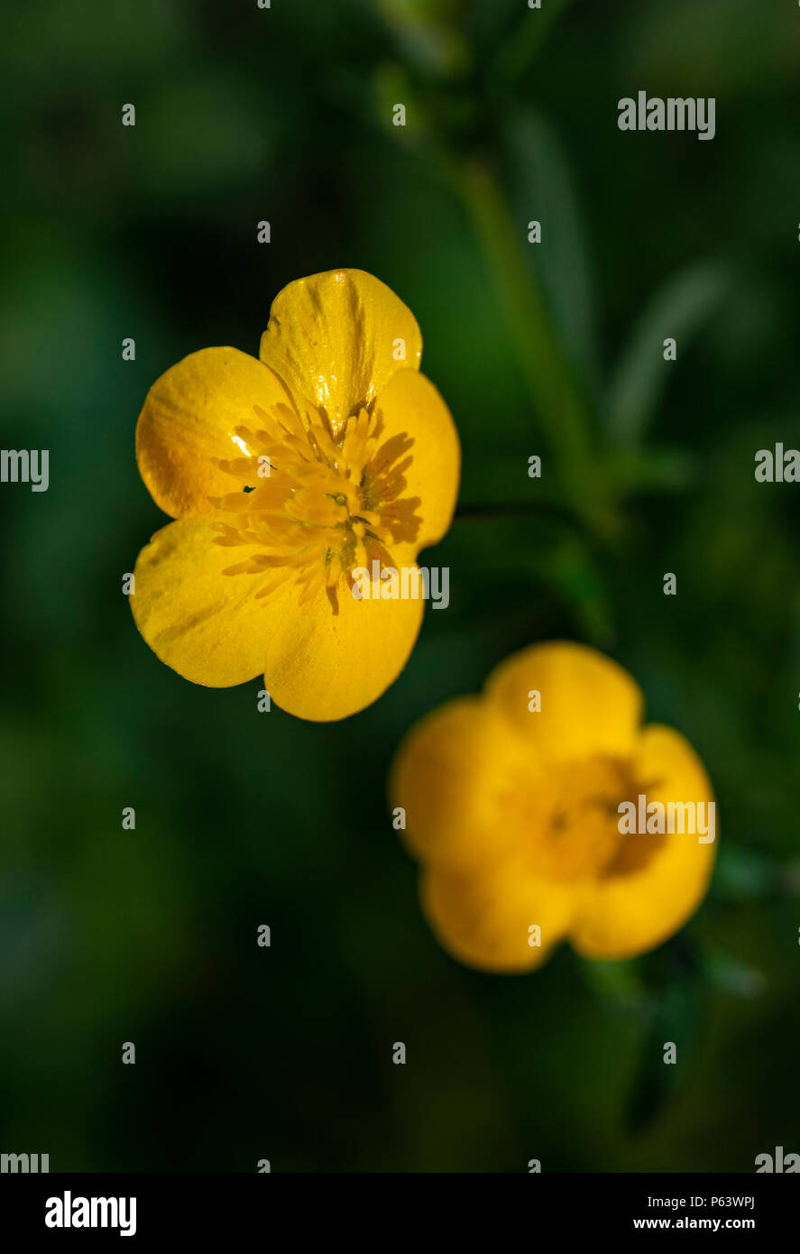 Vue rapprochée du vibrant jaune (Ranunculus) fleur. Banque D'Images