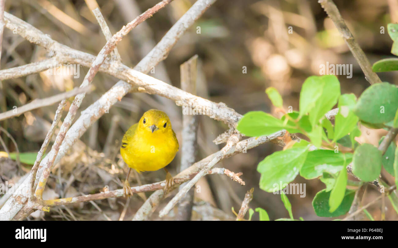 Darwin's Finch jaune pose pour la caméra sur l'île Santa Cruz, Galapagos, Equateur. Banque D'Images