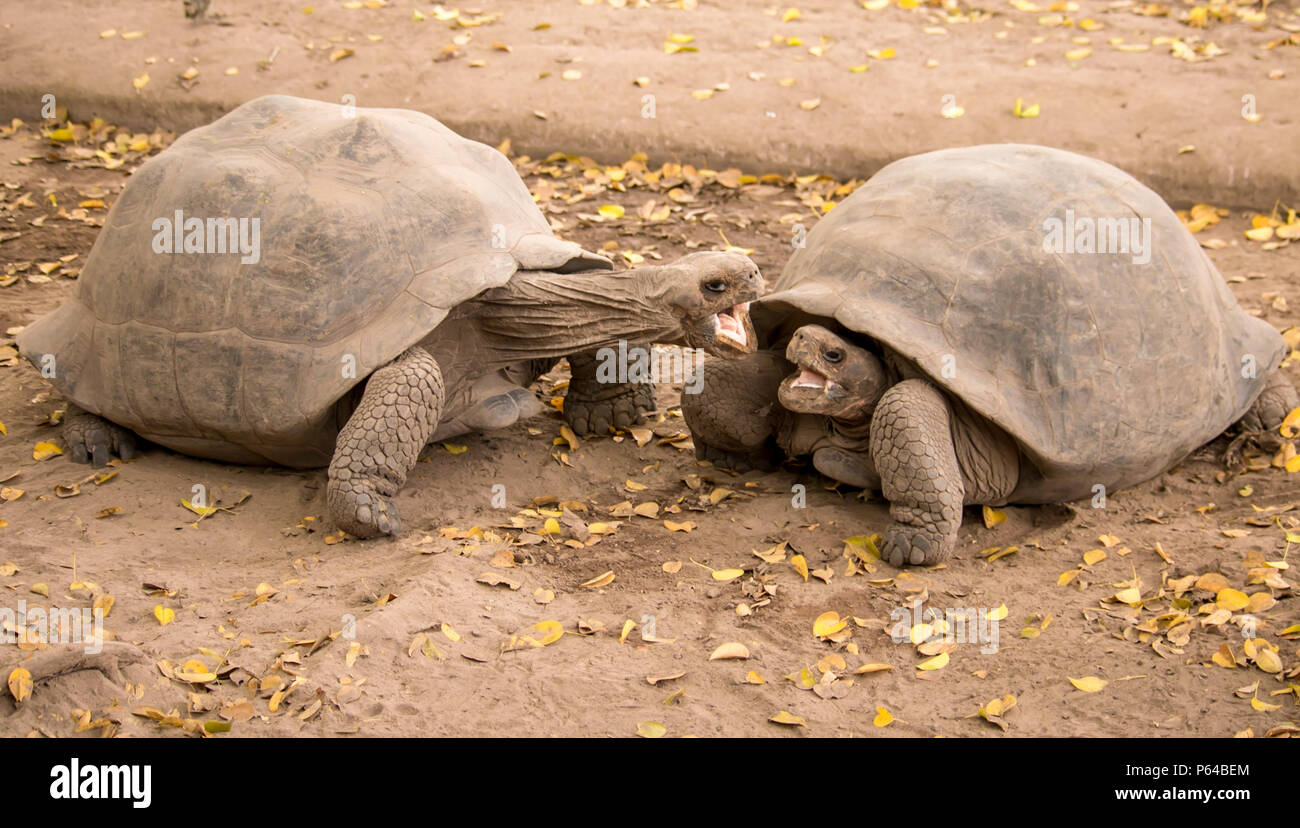 Deux bébés tortues géantes des Galapagos lutte sur l'île Isabela. Banque D'Images