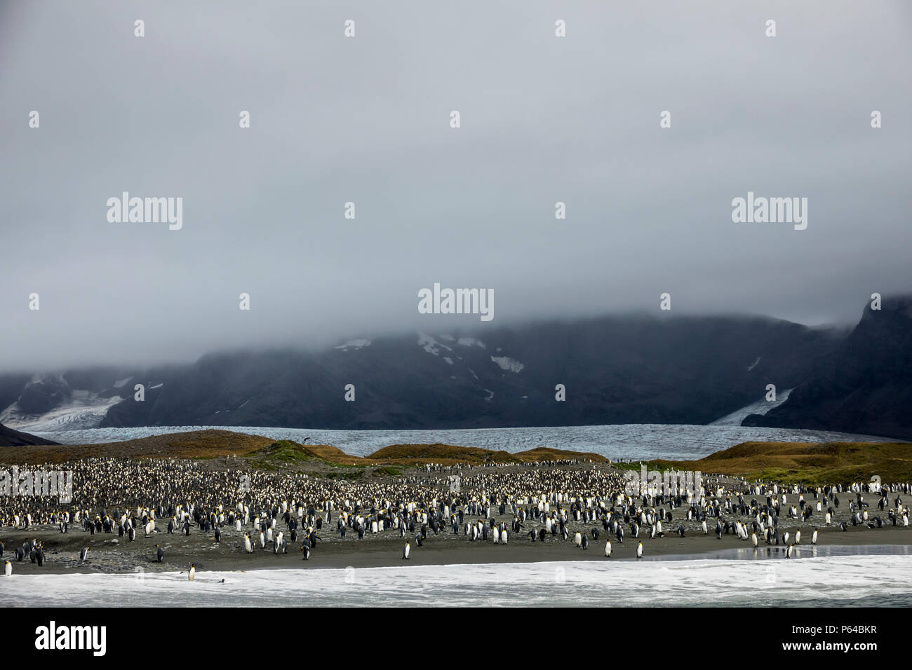 Colonie de pingouins roi devant le retrait du glacier Heaney, St Andrew's Bay, la Géorgie du Sud Banque D'Images