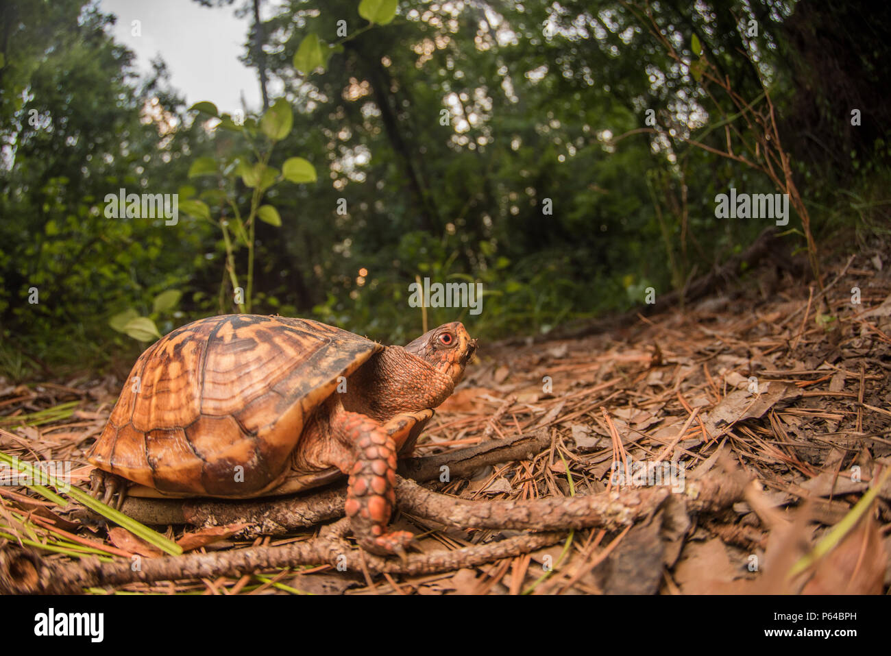 Un common box turtle (Terrapene carolina) qui navigue le long du sol de l'Est de la Caroline du Nord par une chaude après-midi dans l'été. Banque D'Images