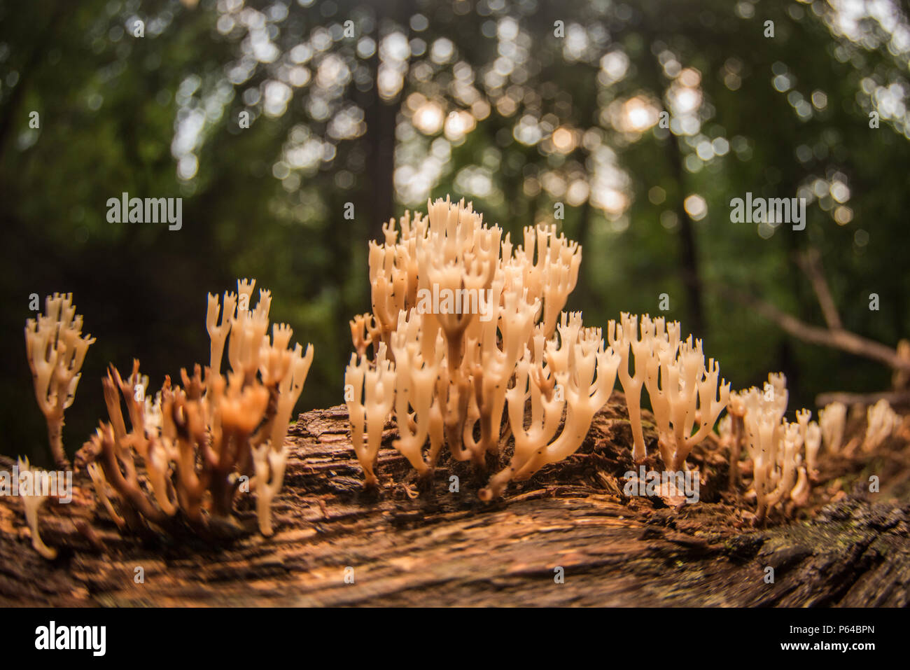 Les champignons poussant sur un journal qui pourrissent dans l'est de la Caroline du Nord, ce type de champignon est considéré comme une clavarioid les champignons. Banque D'Images