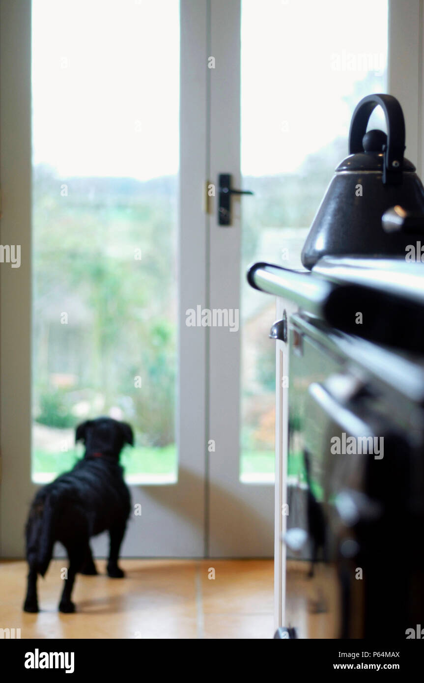 Un chien à la recherche des portes de verre dans une cuisine avec un milieu gélosé UK Banque D'Images