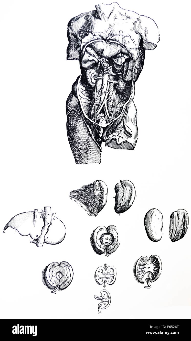 Les plaques du Cinquième Livre de la De Humani Corporis Fabrica de Vésale, (1514-1564) 58 Plaque - La présente figure dans la séquence de dissection succède à la douzième, pour nous avoir excisée toutes les intestins n'ayant qu'une partie de l'estomac... Banque D'Images