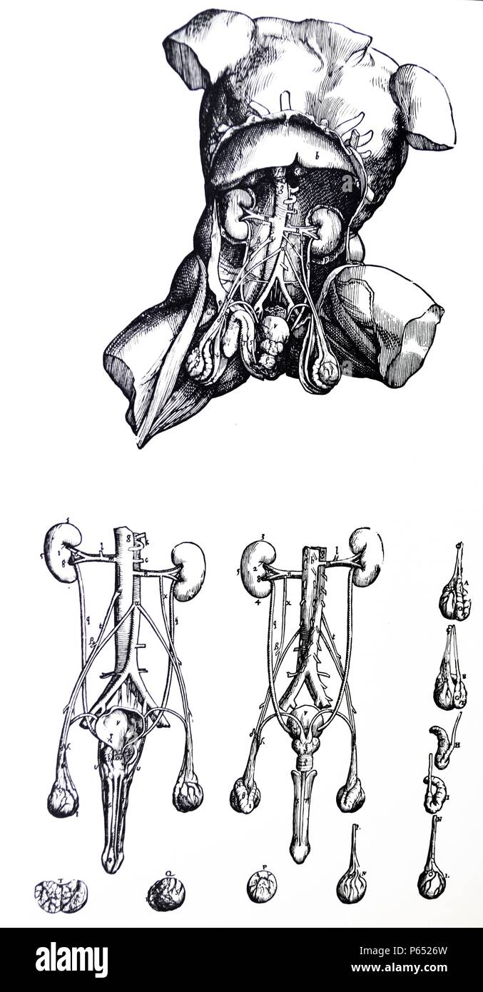 Les plaques du Cinquième Livre de la De Humani Corporis Fabrica de Vésale, (1514-1564) 59 - plaque le chiffre actuel suit la vingtième dans la séquence de dissection. En elle les extrémités de plusieurs côtes ont été fracturés et tourné vers le haut et l'extérieur, de façon à ce que la bosse du foie est ici vu de la même manière, de sorte que son creux sont amenés en vue dans le vingtième figure. Banque D'Images