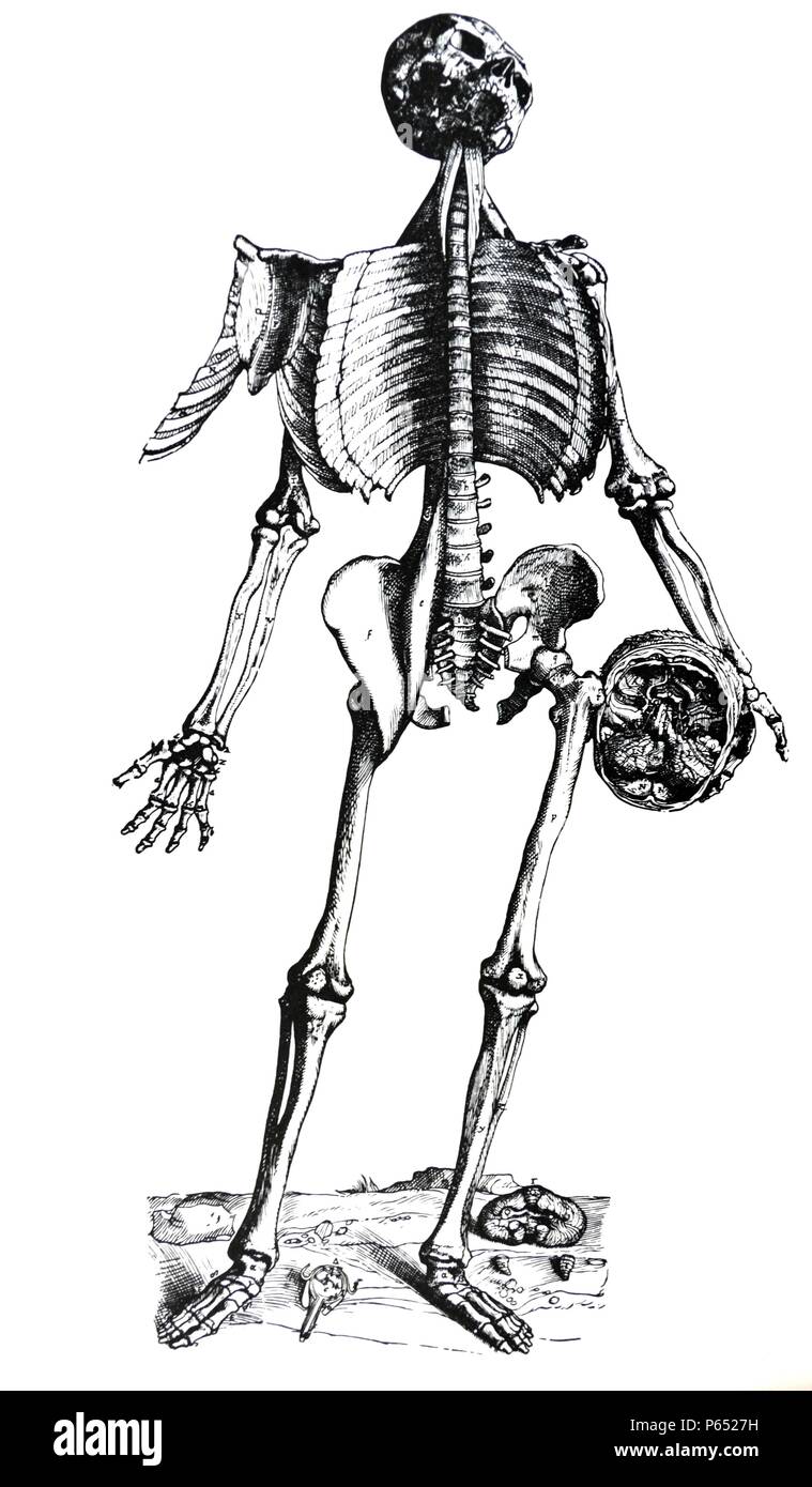 Les plaques de l'épitomé du De Humani Corporis Fabrica de Vésale, (1514-1564) Figure 74 - La plaque imprimée sur cette feuille, à laquelle d'autres composés de différentes pièces peuvent être collées, est à générer la cinquième dans l'ordre des chiffres montrant les muscles. Banque D'Images