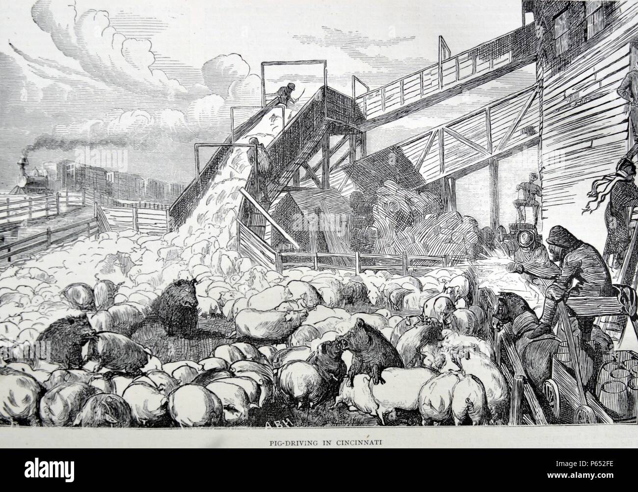 Gravure représente la conduite des porcs à Cincinnati. Datée 1870 Banque D'Images