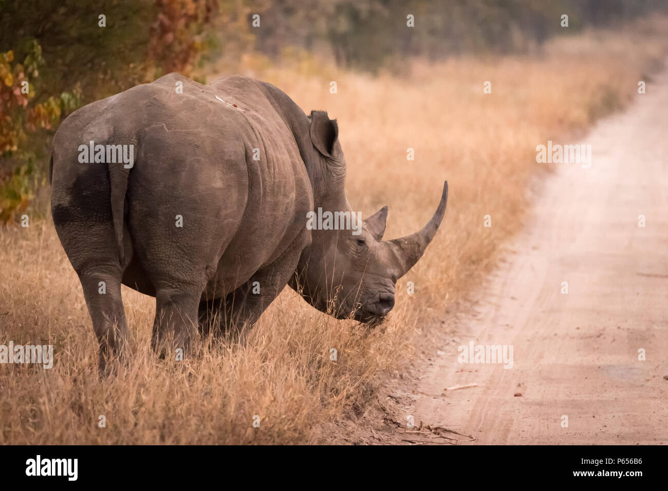 White Rhino sur route Banque D'Images