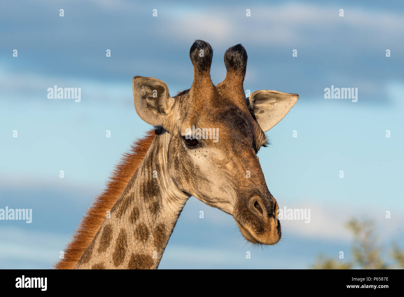 Close up of girafe de la tête, vue de profil Banque D'Images