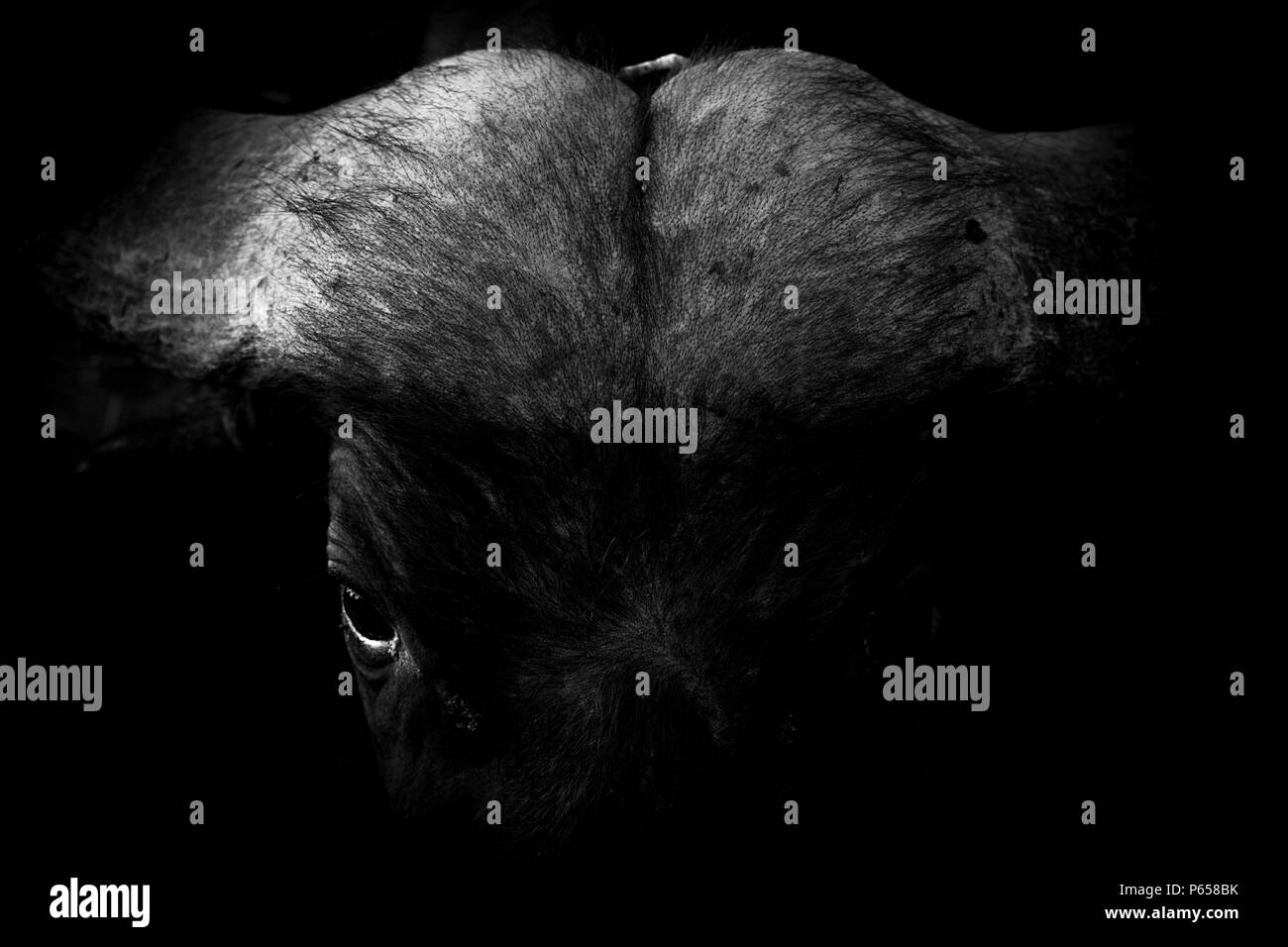 Image artistique de Moody un buffle africain Banque D'Images