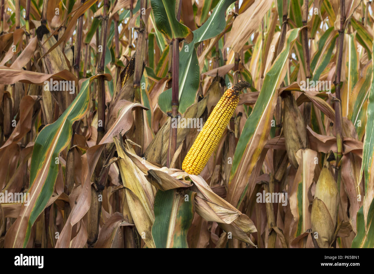 Épis de maïs mûr agricoles cultivées en champ de maïs prêts pour la récolte. Banque D'Images