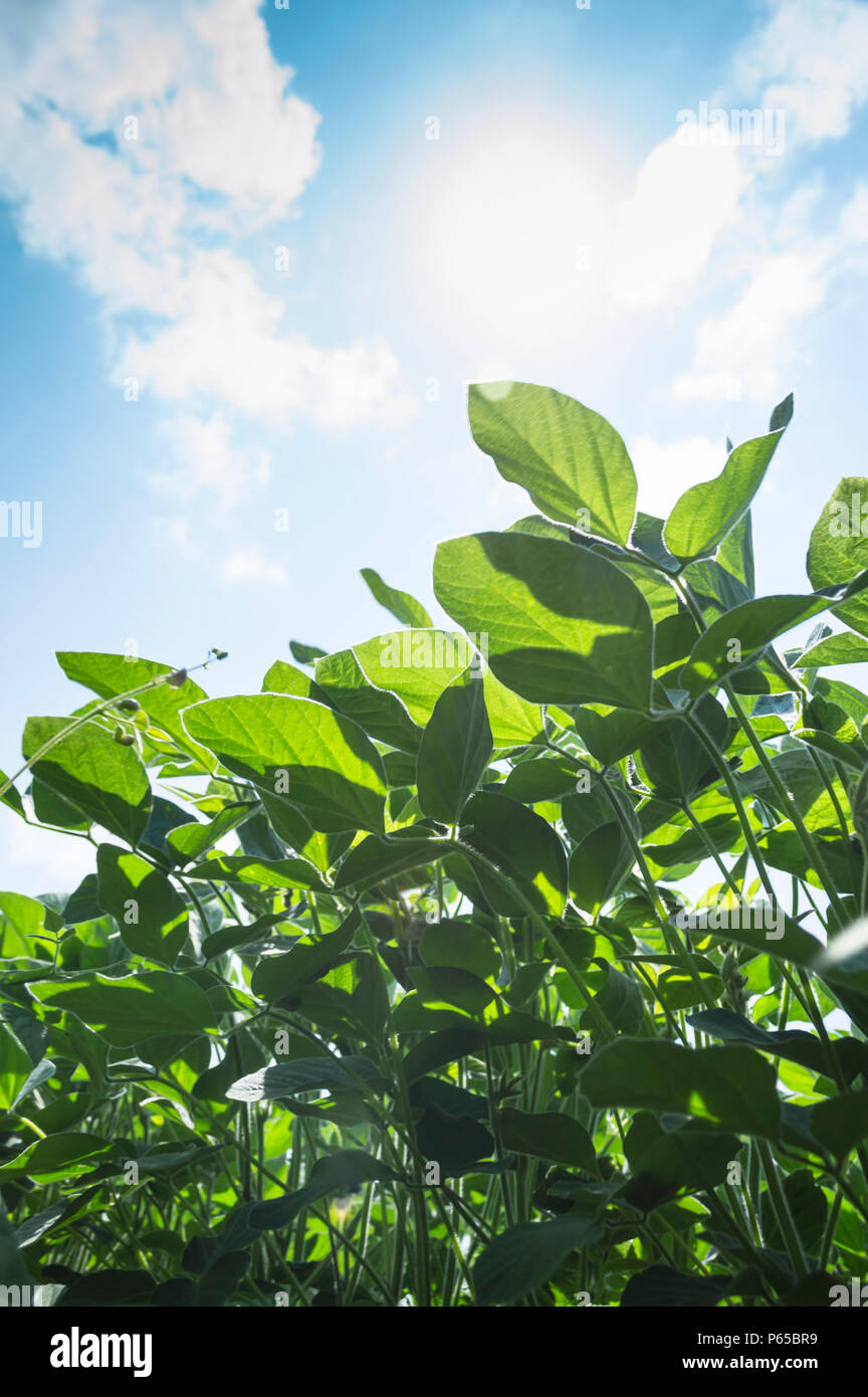 Soja Vert plante en terrain agricole avec ciel bleu. Focus sélectif. Banque D'Images