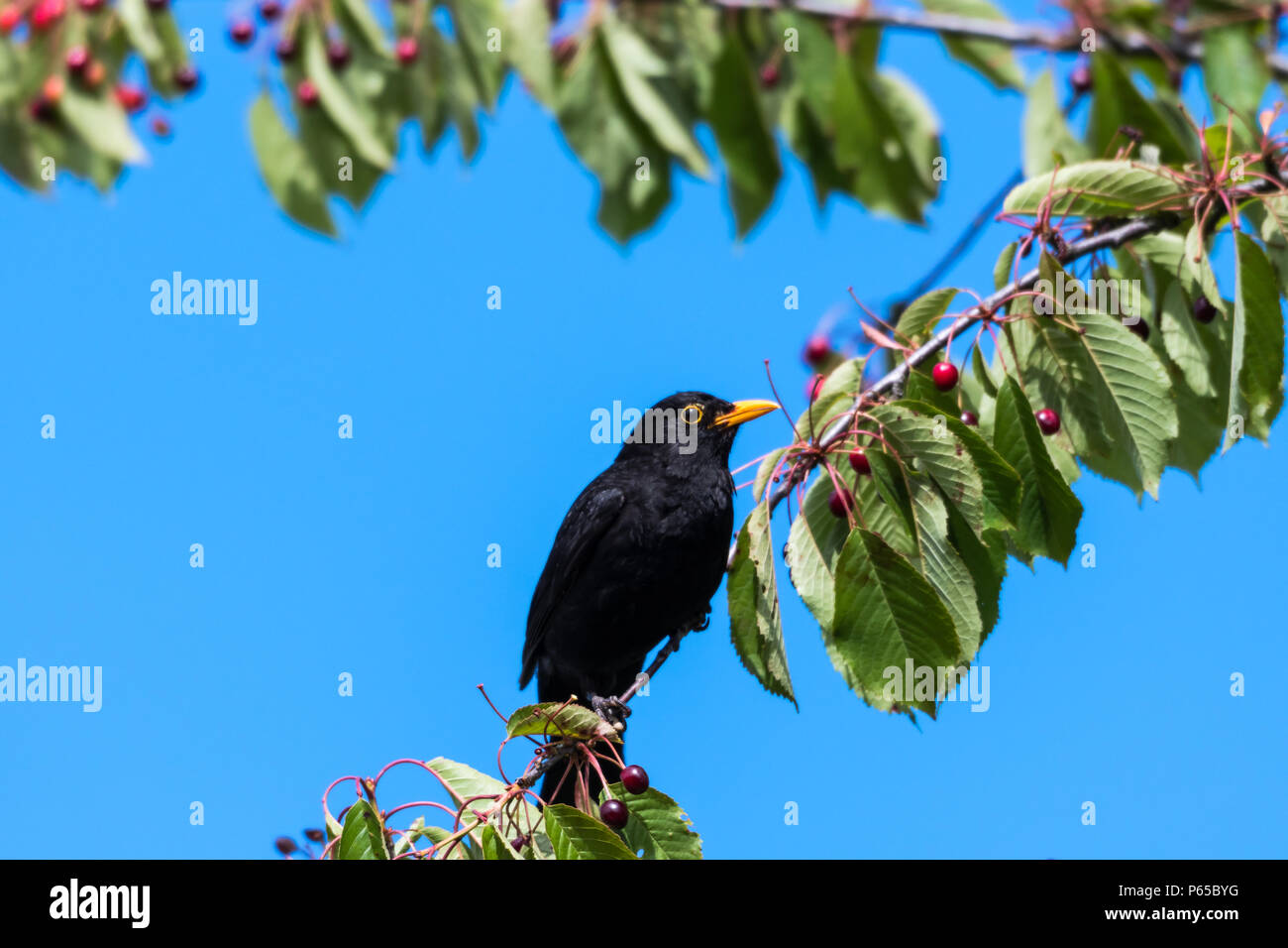 Blackbird mâle assis sur une branche dans un cerisier à fruits mûrs Banque D'Images