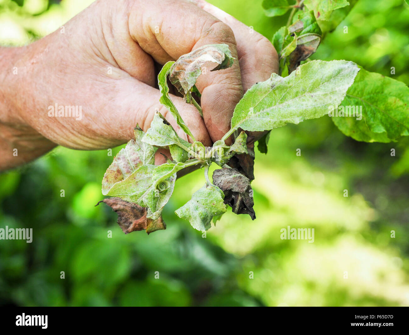 Puceron rose du pommier, Dysaphis plantaginea, maladie des plantes, Détail des feuilles. La